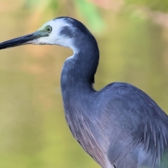 Egretta novaehollandiae (White-faced Heron) at Wodonga, VIC - 3 Mar 2023 by KylieWaldon