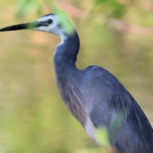 Egretta novaehollandiae at Wodonga, VIC - 4 Mar 2023