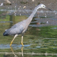 Egretta novaehollandiae at Wodonga, VIC - 4 Mar 2023 10:02 AM