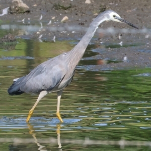 Egretta novaehollandiae at Wodonga, VIC - 4 Mar 2023