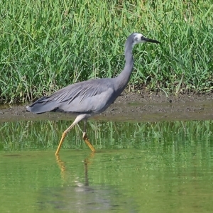 Egretta novaehollandiae at Wodonga, VIC - 4 Mar 2023 10:02 AM