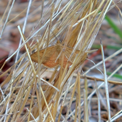 Scopula rubraria (Reddish Wave, Plantain Moth) at Higgins, ACT - 4 Mar 2023 by MichaelWenke