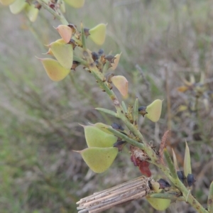 Daviesia genistifolia at Boorowa, NSW - 23 Oct 2022