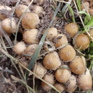 zz agaric (stem; gill colour unknown) at Narrabundah, ACT - 5 Mar 2023