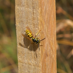 Vespula germanica (European wasp) at Higgins Woodland - 4 Mar 2023 by Trevor