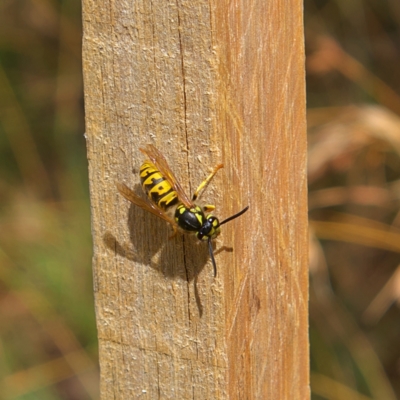 Vespula germanica (European Wasp, German Yellowjacket Wasp) at Higgins, ACT - 4 Mar 2023 by MichaelWenke