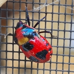 Choerocoris paganus (Ground shield bug) at Isaacs, ACT - 4 Mar 2023 by Mike