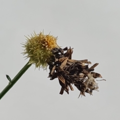 Heliocosma melanotypa (A tortrix or leafroller moth) at Isaacs, ACT - 5 Mar 2023 by Mike