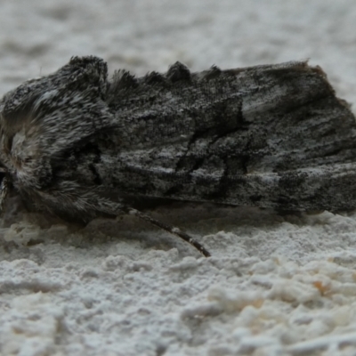 Neumichtis nigerrima (Black Turnip Moth) at Mongarlowe River - 4 Mar 2023 by arjay