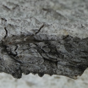 Neumichtis nigerrima at suppressed - 4 Mar 2023