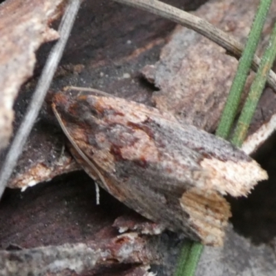 Epitymbia scotinopa (A Tortricid moth) at Charleys Forest, NSW - 4 Mar 2023 by arjay