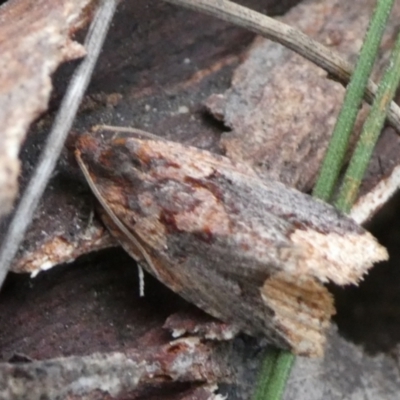 Epitymbia scotinopa (A Tortricid moth) at QPRC LGA - 4 Mar 2023 by arjay