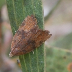 Epiphyas xylodes (A Tortricid moth (Tortricinae)) at Charleys Forest, NSW - 4 Mar 2023 by arjay