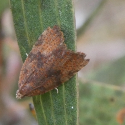 Epiphyas xylodes (A Tortricid moth (Tortricinae)) at Charleys Forest, NSW - 4 Mar 2023 by arjay