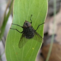 Calliphora vicina (European bluebottle) at Charleys Forest, NSW - 4 Mar 2023 by arjay