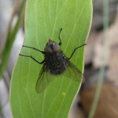 Calliphora vicina (European bluebottle) at Charleys Forest, NSW - 4 Mar 2023 by arjay