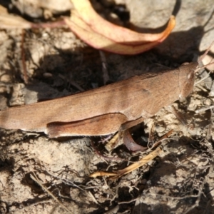 Goniaea opomaloides at Charleys Forest, NSW - suppressed