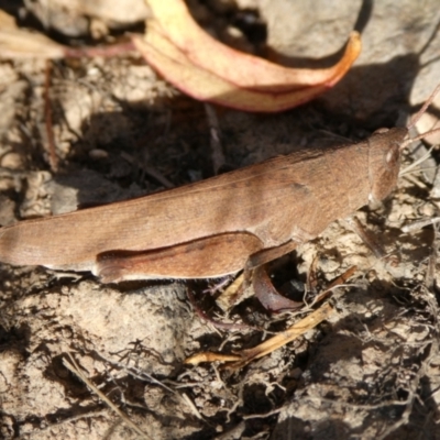 Goniaea opomaloides (Mimetic Gumleaf Grasshopper) at QPRC LGA - 4 Mar 2023 by arjay