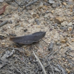 Goniaea australasiae (Gumleaf grasshopper) at QPRC LGA - 4 Mar 2023 by arjay