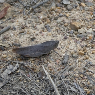 Goniaea australasiae (Gumleaf grasshopper) at Charleys Forest, NSW - 4 Mar 2023 by arjay