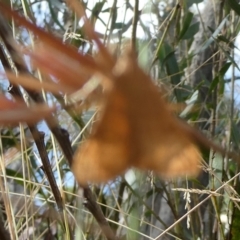Uresiphita ornithopteralis (Tree Lucerne Moth) at QPRC LGA - 4 Mar 2023 by arjay