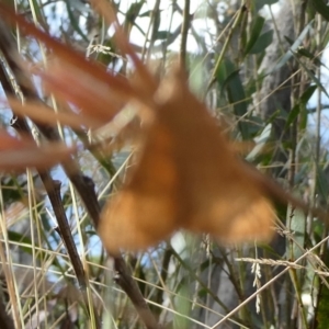 Uresiphita ornithopteralis at Charleys Forest, NSW - suppressed