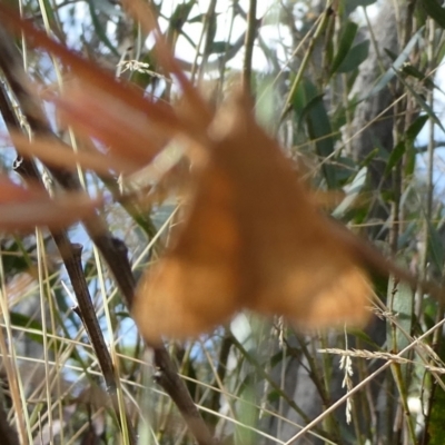 Uresiphita ornithopteralis (Tree Lucerne Moth) at QPRC LGA - 4 Mar 2023 by arjay