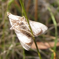 Uresiphita ornithopteralis at Charleys Forest, NSW - suppressed