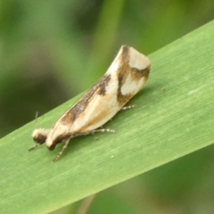 Thema chlorochyta (A Concealer moth) at Charleys Forest, NSW - 4 Mar 2023 by arjay