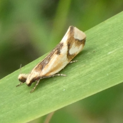 Thema chlorochyta (A Concealer moth) at Charleys Forest, NSW - 4 Mar 2023 by arjay