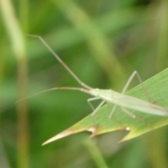 Mutusca brevicornis (A broad-headed bug) at QPRC LGA - 4 Mar 2023 by arjay