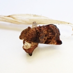 Peritropha oligodrachma (A twig moth) at Cook, ACT - 23 Feb 2023 by CathB