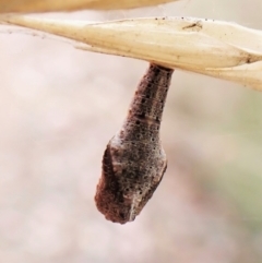 Peritropha oligodrachma at Cook, ACT - 23 Feb 2023 11:44 AM