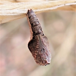 Peritropha oligodrachma at Cook, ACT - 23 Feb 2023 11:44 AM