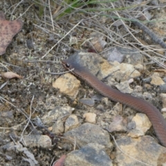 Drysdalia coronoides (White-lipped Snake) at Charleys Forest, NSW - 4 Mar 2023 by arjay
