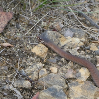 Drysdalia coronoides (White-lipped Snake) at QPRC LGA - 4 Mar 2023 by arjay