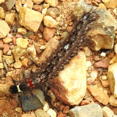 Genduara punctigera (Spotted Clear Winged Snout Moth) at Namadgi National Park - 3 Mar 2023 by JohnBundock