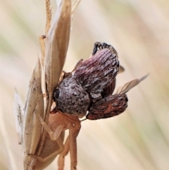 Cadmus (Lachnabothra) subgenus (A case-bearing leaf beetle) at Cook, ACT - 2 Mar 2023 by CathB