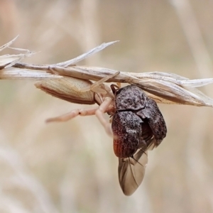 Cadmus (Lachnabothra) subgenus at Cook, ACT - 3 Mar 2023