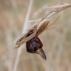 Cadmus (Lachnabothra) subgenus at Cook, ACT - 3 Mar 2023