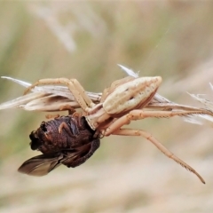 Runcinia acuminata (Pointy Crab Spider) at Mount Painter - 2 Mar 2023 by CathB