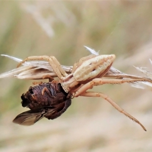 Runcinia acuminata at Cook, ACT - 3 Mar 2023 08:15 AM