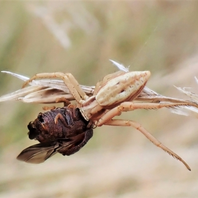 Runcinia acuminata (Pointy Crab Spider) at Cook, ACT - 2 Mar 2023 by CathB