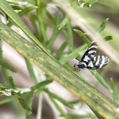 Quasicooronga connecta (A fruit fly) at Mount Ainslie - 4 Mar 2023 by Hejor1