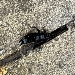 Anisolabididae (family) (Unidentified wingless earwig) at Braddon, ACT - 3 Mar 2023 by Hejor1