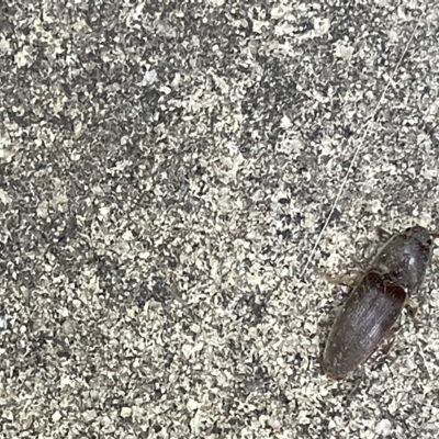 Monocrepidius (genus) (Click beetle) at Braddon, ACT - 4 Mar 2023 by Hejor1