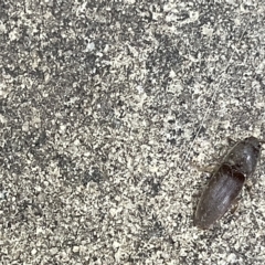 Monocrepidus sp. (genus) (Click beetle) at City Renewal Authority Area - 3 Mar 2023 by Hejor1