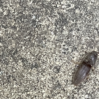 Conoderus sp. (genus) (Click beetle) at Braddon, ACT - 3 Mar 2023 by Hejor1