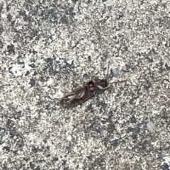 Monocrepidus sp. (genus) at Braddon, ACT - 4 Mar 2023