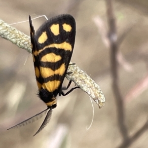 Asura lydia at Ainslie, ACT - 4 Mar 2023